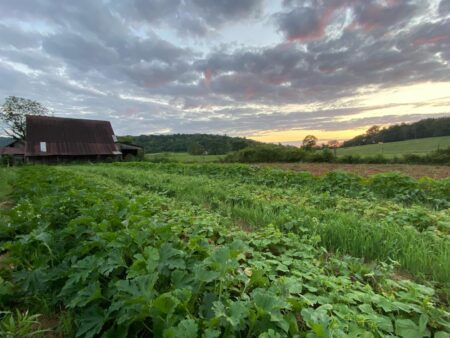An expansive field of leafy green vegetables under a clouded sky at sunset