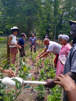 Several Black farmers - a mix of men and women, younger and older - put protective netting over a lush row of crops.