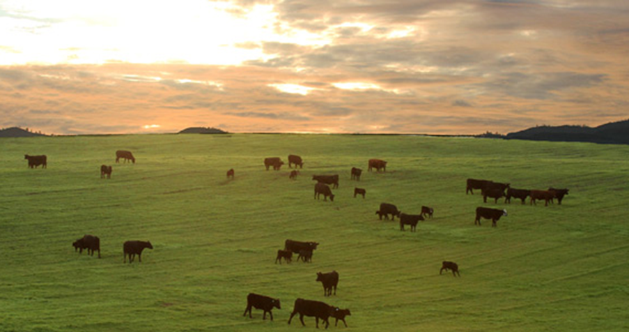 Ranchland managed by Sallie and farm team.